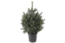 picea amorika