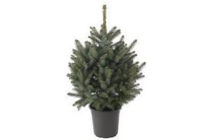 picea amorika