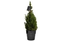 picea glauca conica