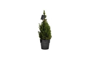 picea glauca conica