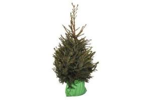 kerstboom picea omorika in pot