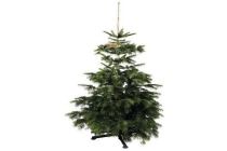 nordmann kerstboom gezaagd 150 200 cm