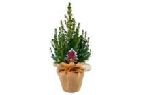 picea glauca conica rondella in jute