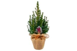 picea glauca conica rondella in jute