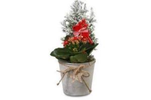 frosted glas met kerstboom