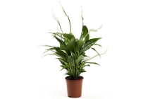 spathiphyllum air so pure