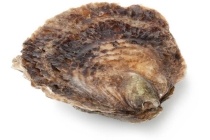 platte oesters