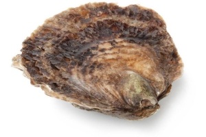 platte oesters