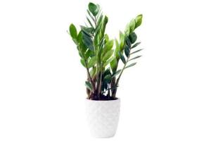 zamioculcas