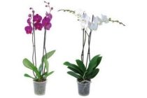 2 taks orchidee