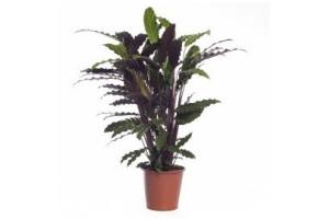 calathea