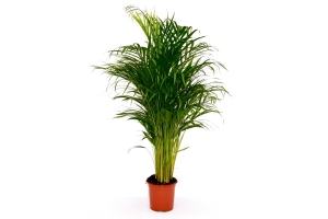 areca palm