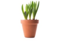 hyacinth in pot