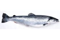 noorse zalm