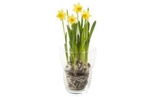 narcis in glas