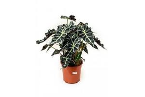 alocasia polly