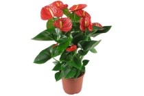 anthurium