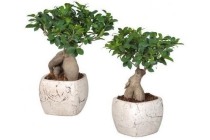 bonsai ficus