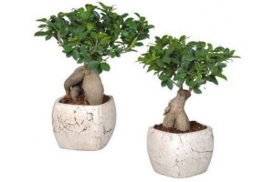 bonsai ficus