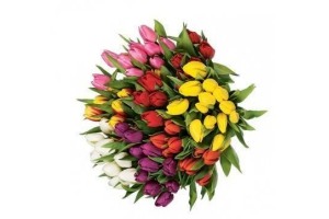 tulpen