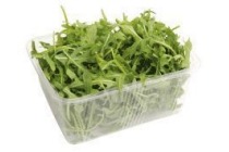 rucola