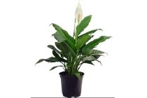 spathiphyllum