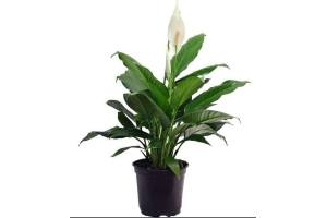 spathiphyllum