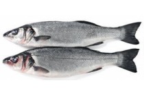 zeebaars