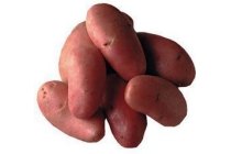 pommes de terre rouge