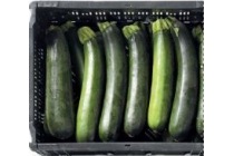 courgette