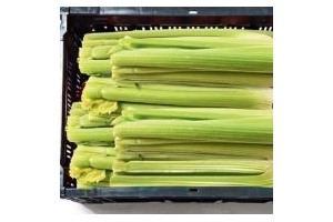 bleekselderij