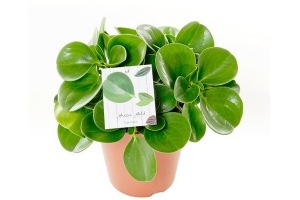 peperomia green gold