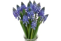 muscari