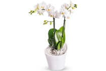 phalaenopsis orchidee