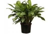 aglaonema