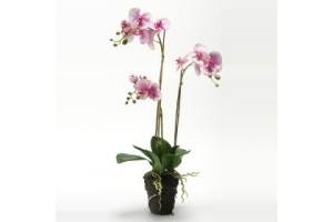 phalaenopsis orchidee