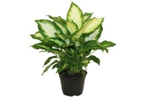 dieffenbachia