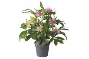 helleborus orientalis