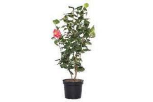 camellia japonica