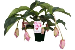 medinilla