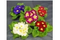 primula