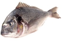 dorade royal