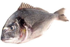 dorade royal