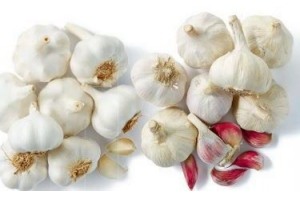 knoflook