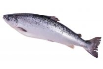 zalm