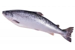 zalm