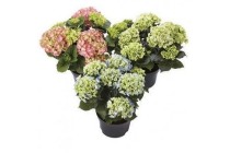 grote hortensia