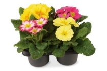 primula s