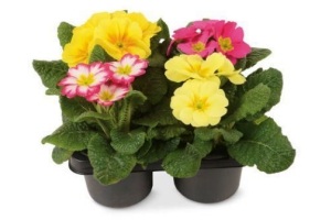 primula s