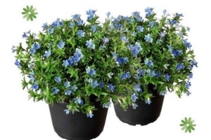 lithodora